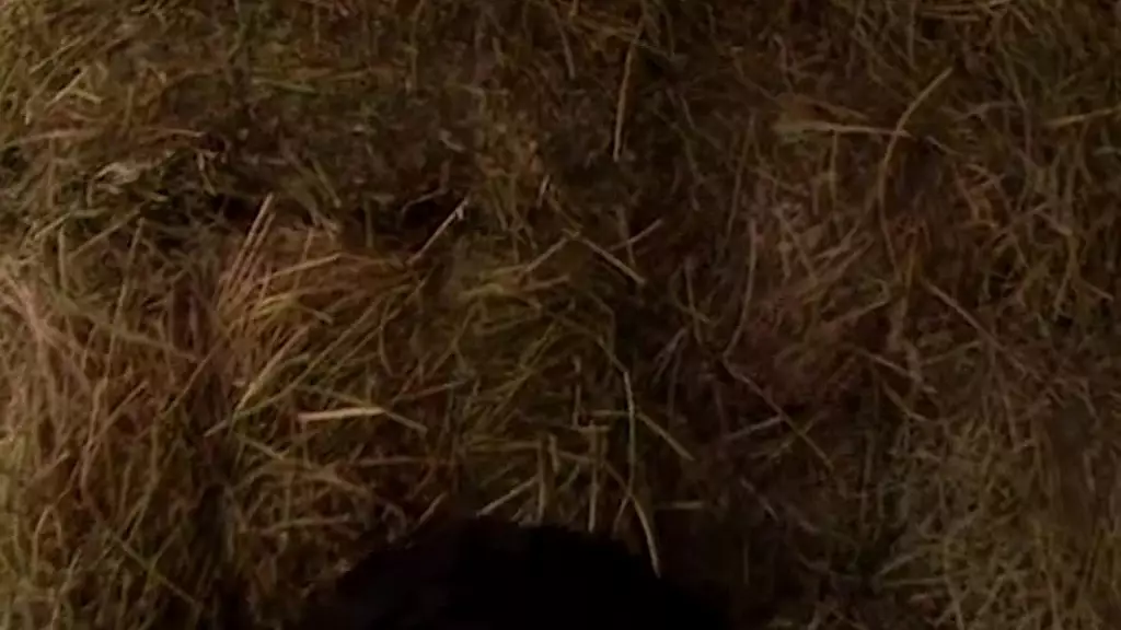 Maria Bellucci Threesome Stable Fuckfest